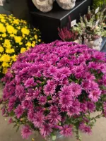 Chrysanten 
